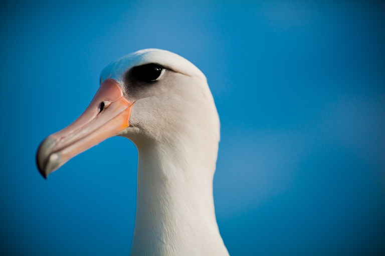 Primo piano di un albatro