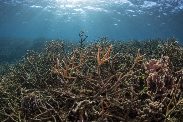 Australia, one third of the Great Barrier Reef has died