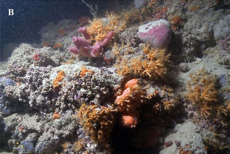 Al largo della Puglia c'è una barriera corallina degna delle