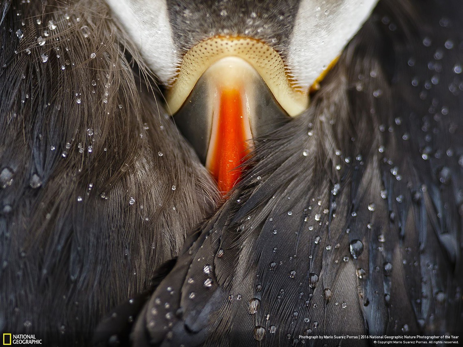 Puffin Studio - 2016 National Geographic Nature Photographer of the Year