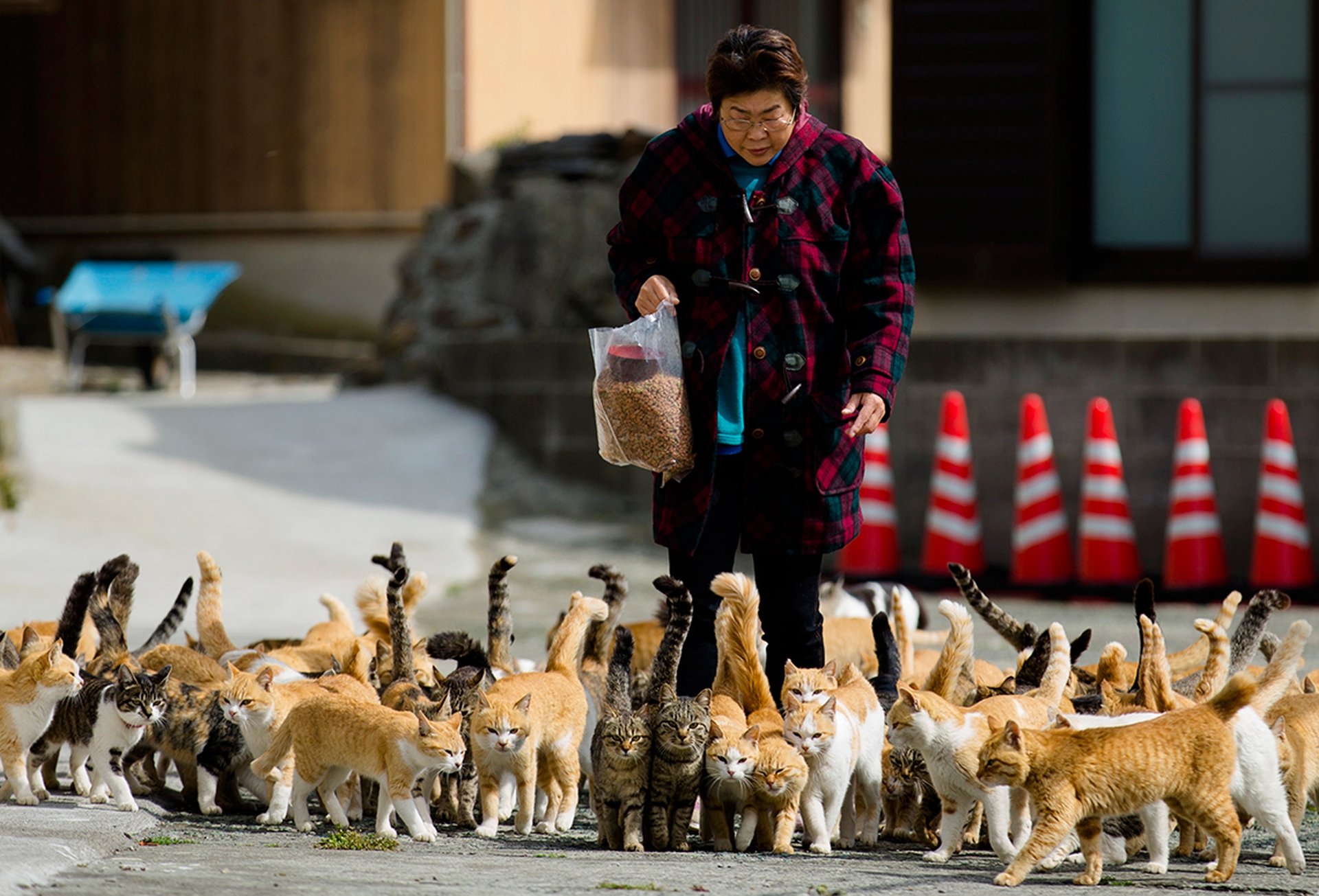 Aoshima, l'isola giapponese conquistata dai gatti