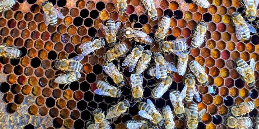 The world's first vaccine for bees has been approved - LifeGate