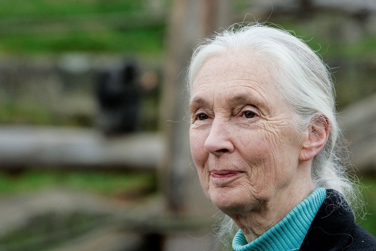 La primatologa Jane Goodall