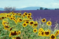 La Provenza dei grandi pittori