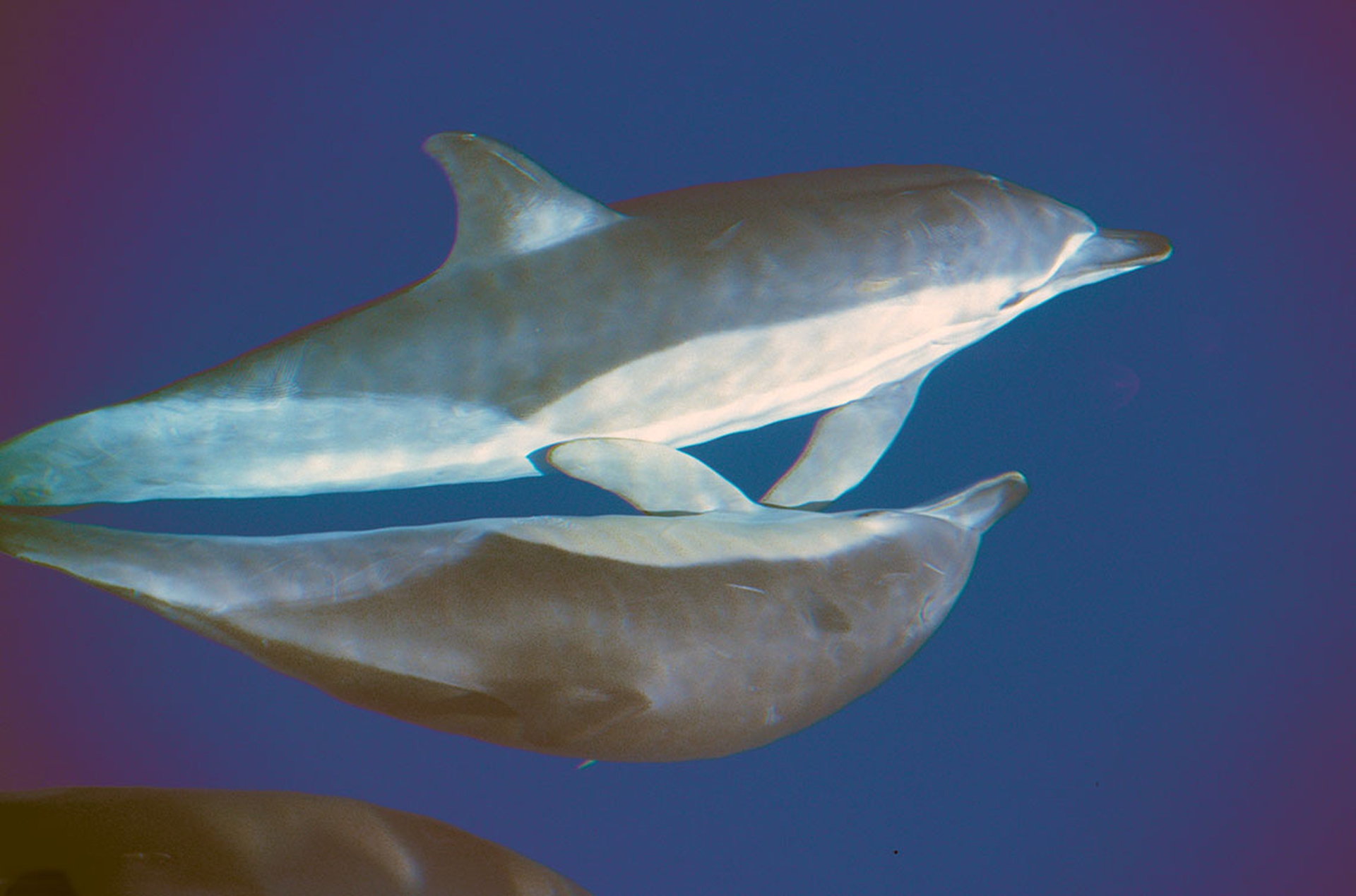 Alla scoperta delle balene e dei delfini del Mediterraneo con Tethys