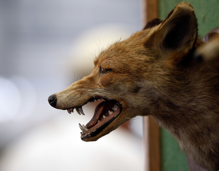 Testa di volpe imbalsamata appesa come trofeo