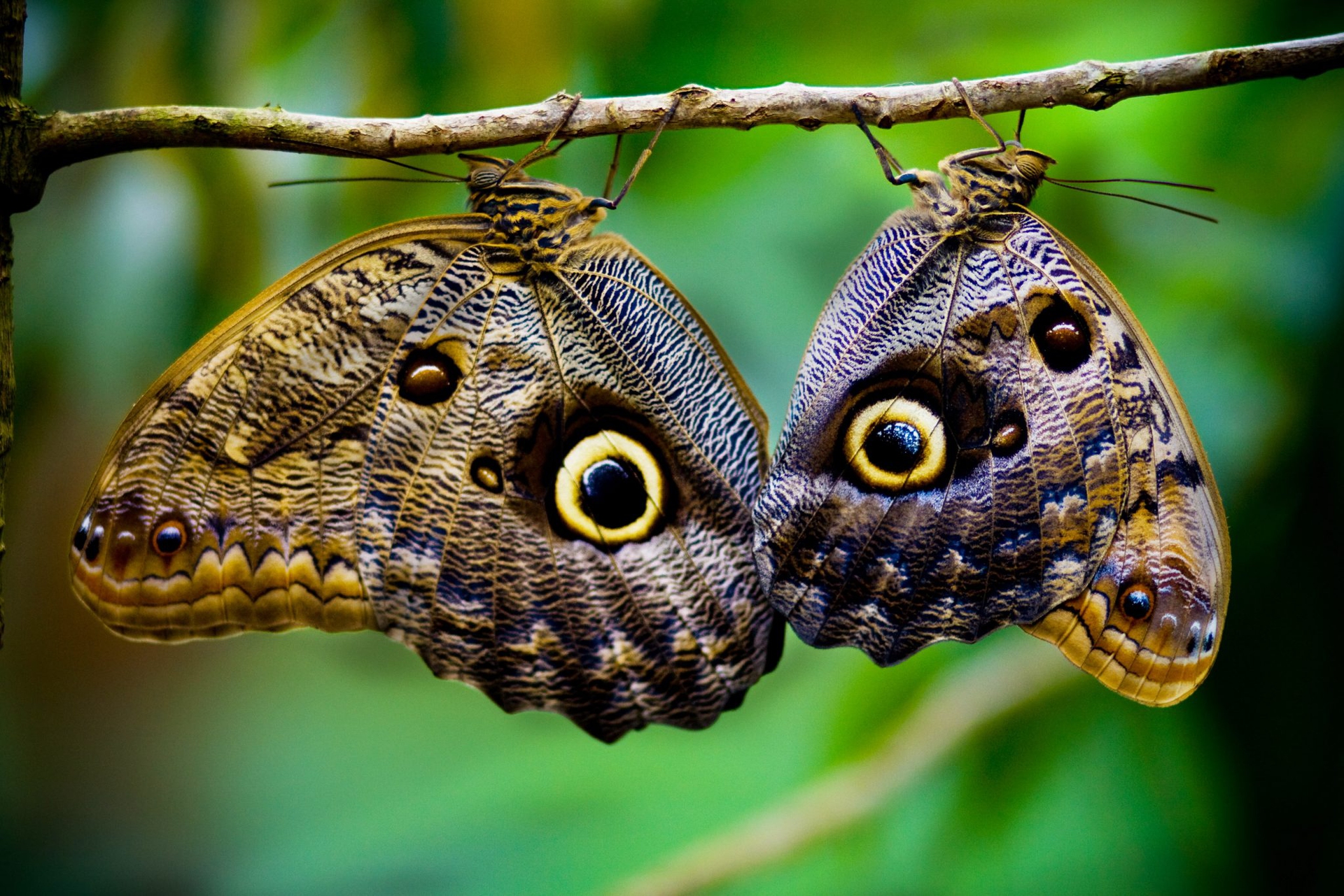 7 case delle farfalle da vedere
