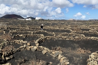 Lanzarote e l’agricoltura in ambiente arido, un laboratorio per il futuro