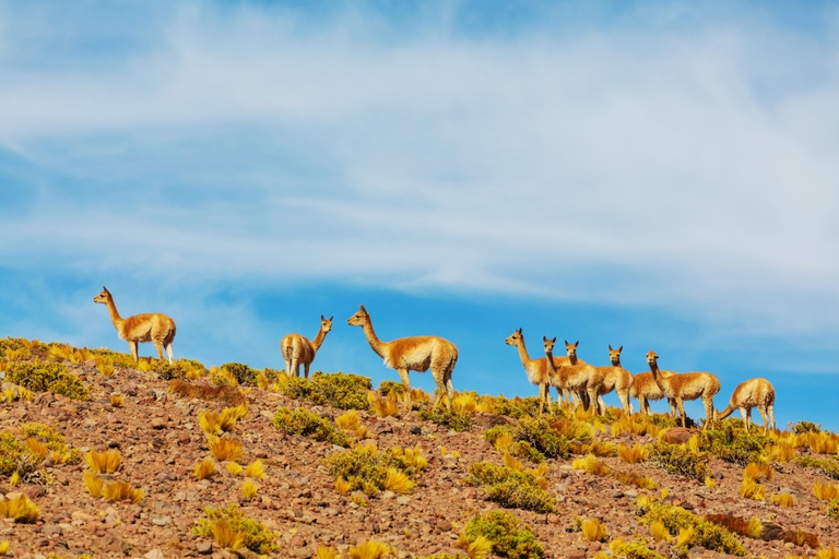 Guanaco in Patagonia