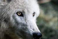 Our Wild Calling, a book that beckons us to reconnect with nature