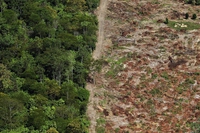 Brasile, la deforestazione in Amazzonia torna ad aumentare