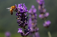 Siamo Terra. Siamo natura. Una lettera per la Giornata mondiale della biodiversità