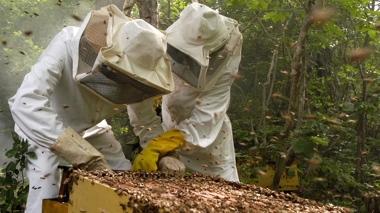 Apicoltori all'opera nello stato di Piaul, in Brasile
