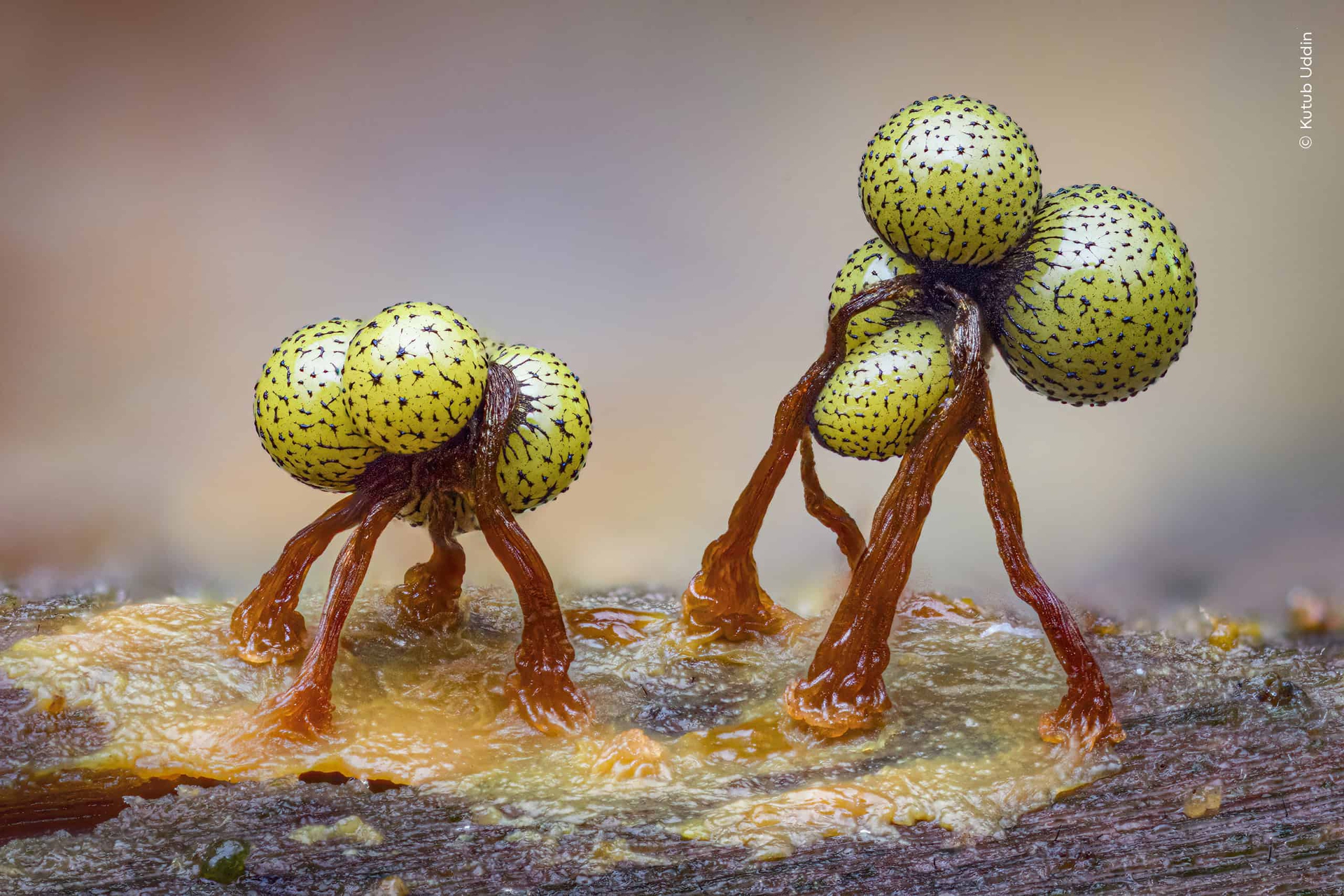 &copy; Wildlife Photographer of the Year