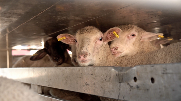 Gli agnelli durante il trasporto