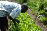 Favini compensa la produzione di carta riforestando in Uganda