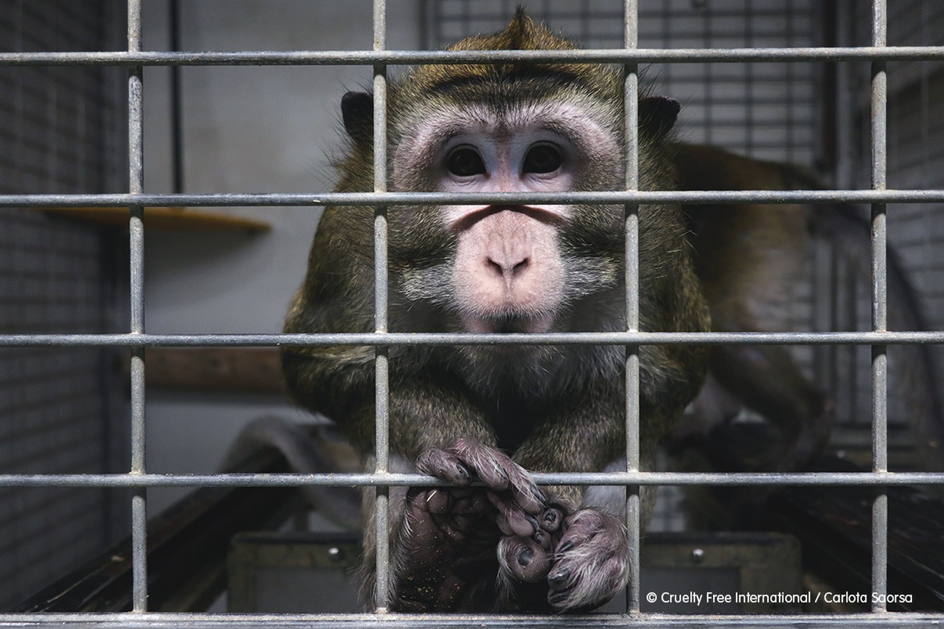 Primates_cages_2