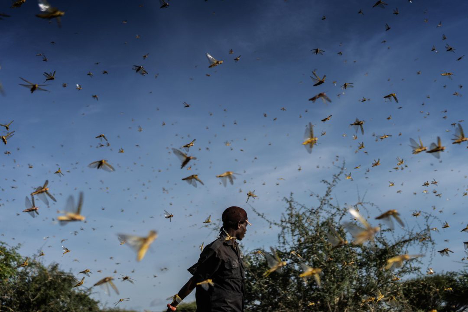 East Africa Experiences Worst Locust Swarms In Decades