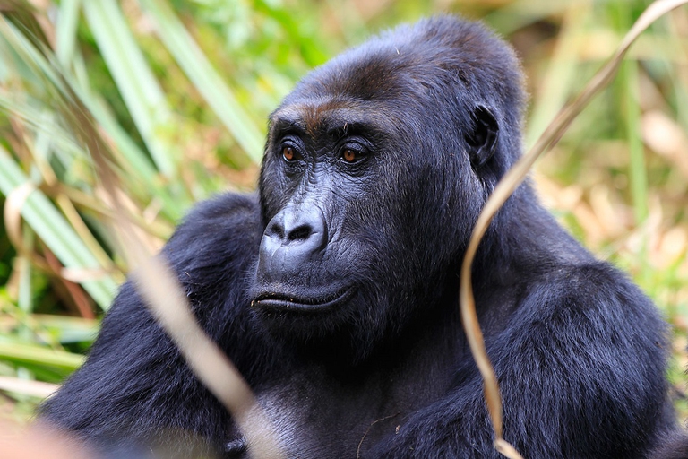 Esemplare di gorilla di pianura orientale