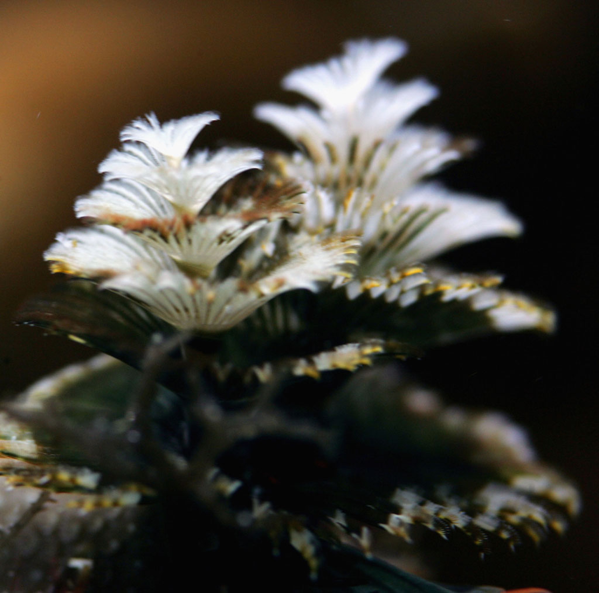 Le foto dell'albero di Natale, naturale e sottomarino