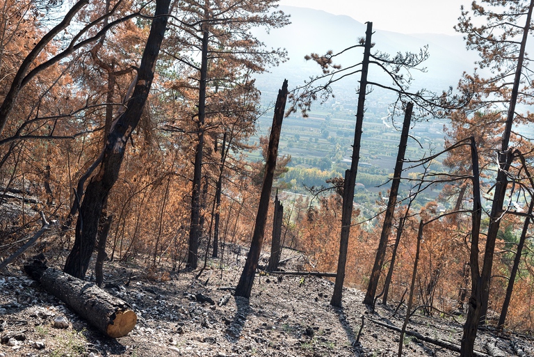Bosco bruciato in Abruzzo