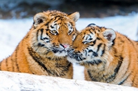 Il 29 luglio è la Giornata mondiale della tigre
