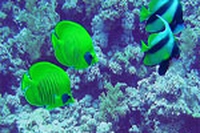 Sharm el-Sheikh premiata per il turismo responsabile