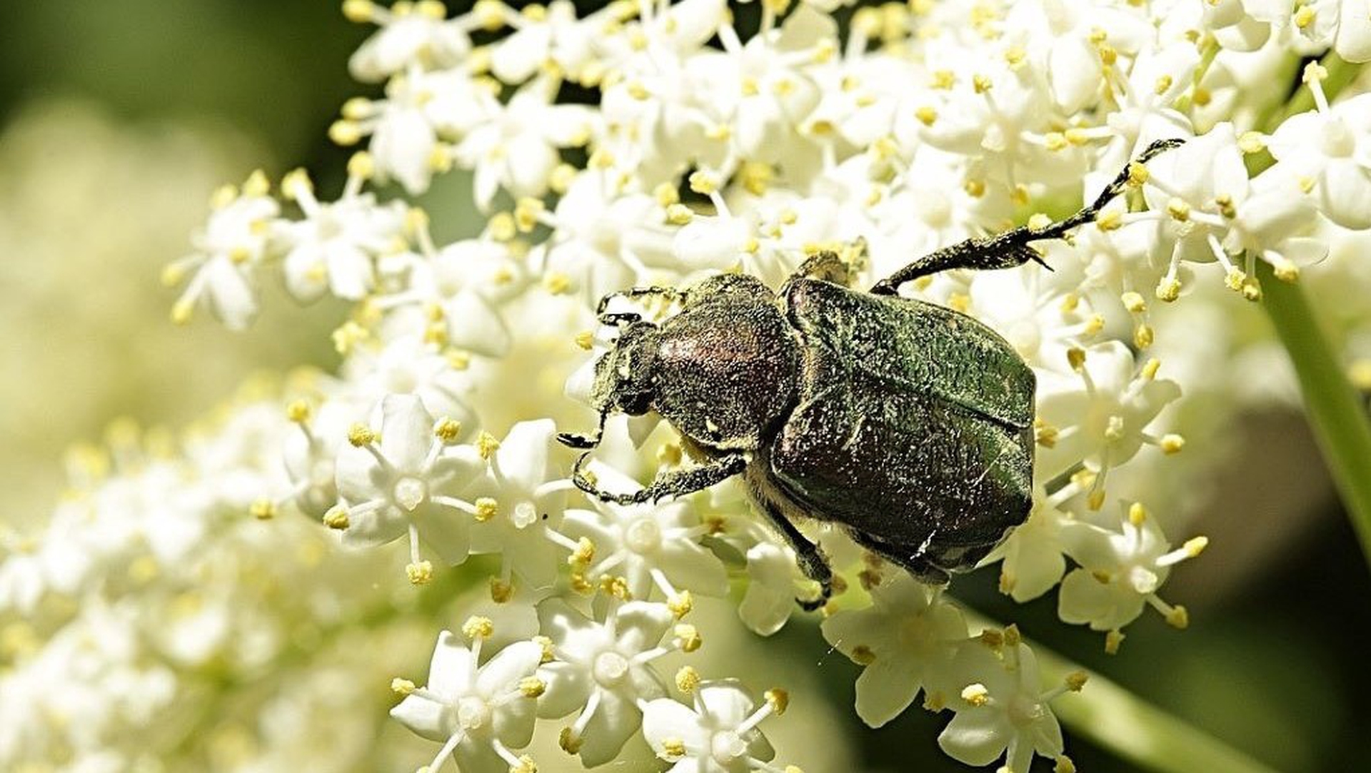 The noble chafer