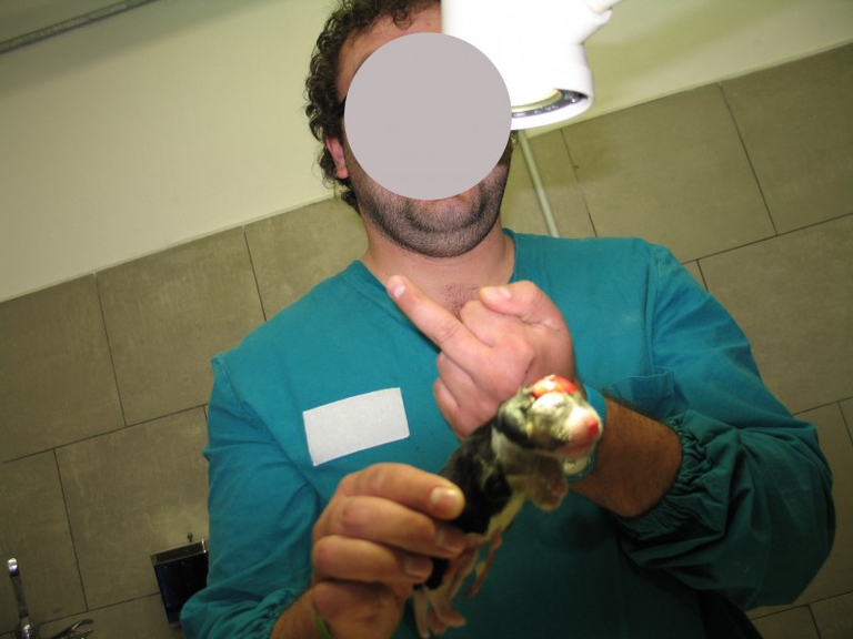 Dipendente di Green Hill con un cane morto