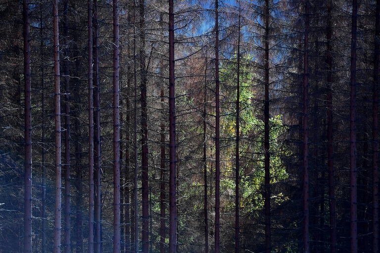 Bosco di pini in Germania