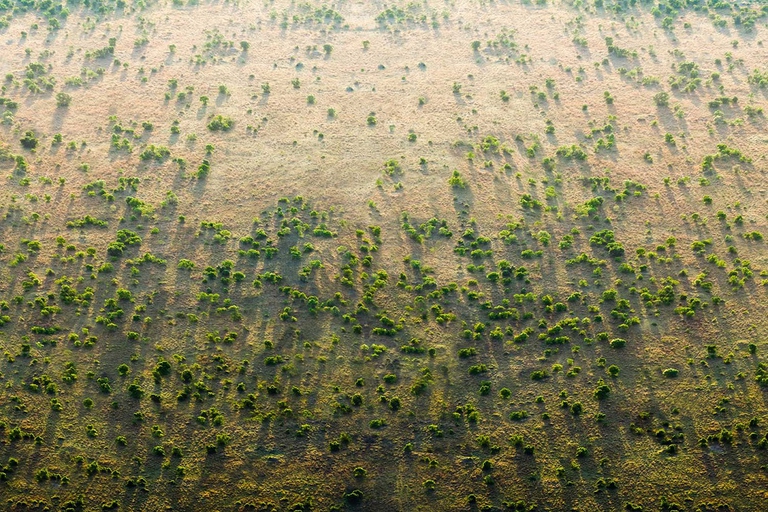 Parte della Grande muraglia verde piantata in Africa