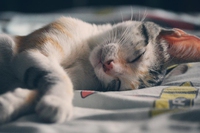 Come prevenire l’insufficienza renale cronica nel gatto e tenerla sotto controllo