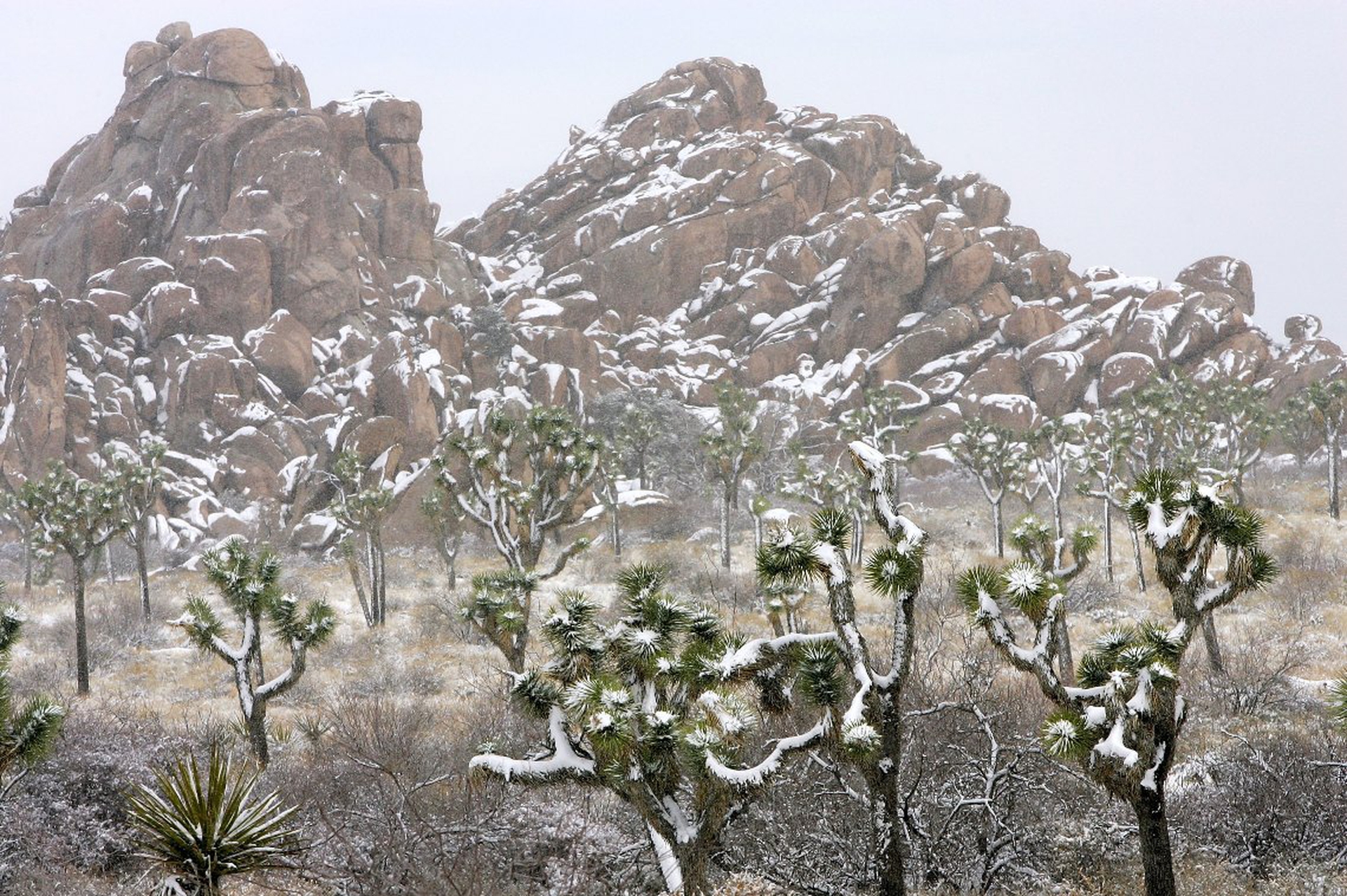 Late winter snow in Joshua Tree National Park © David McNew Getty Images