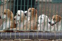 Umbria, i meno abbienti che adottano un randagio possono portarlo dal veterinario gratuitamente