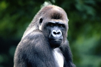 Il gorilla più raro al mondo ha bisogno di 7,6 milioni di euro