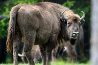 Native Americans stand up against the slaughter of Yellowstone bison