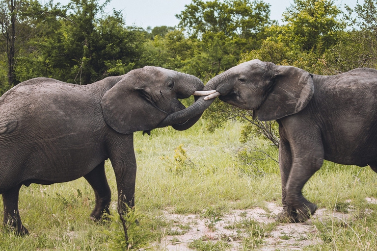 coppia di elefanti che si azzuffano in un prato forse in Botswana