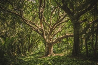 Forum Greenaccord per i giornalisti, a San Miniato si parla di foreste