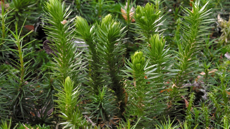 Lycopodium dermatite fegato