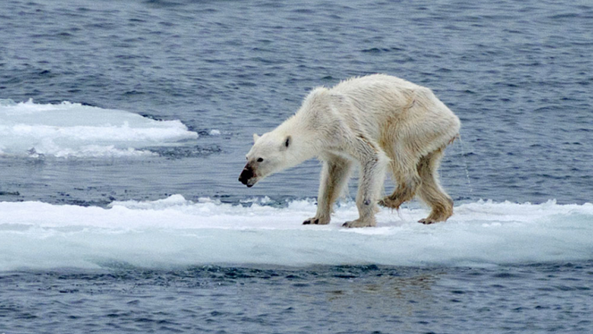 Dove Si Trova Il Mar Glaciale Artico
