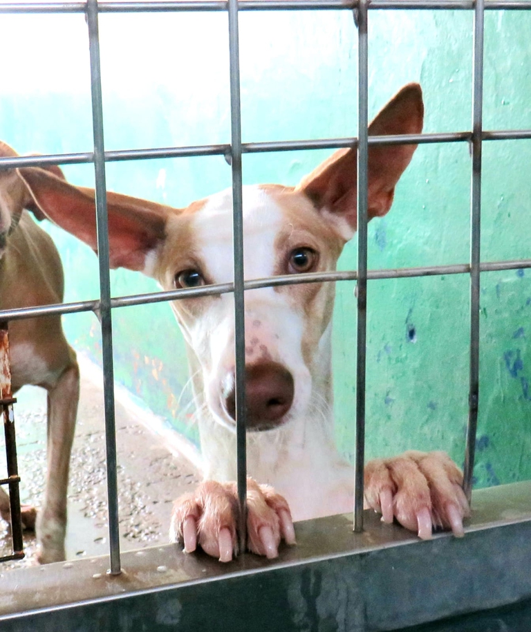 podenco gabbia