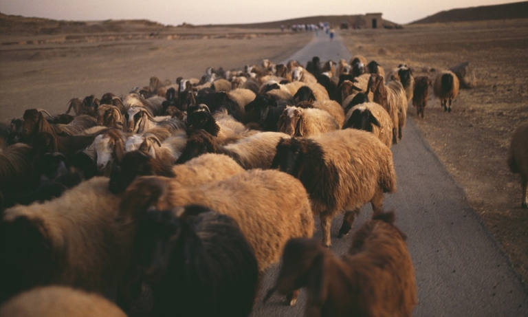 Pecore sulla strada per Aleppo, in Siria