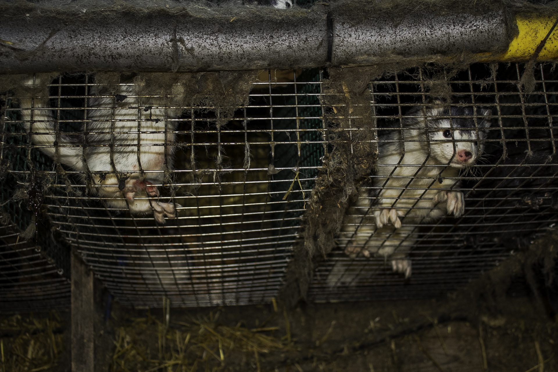 Finland Fur Farm