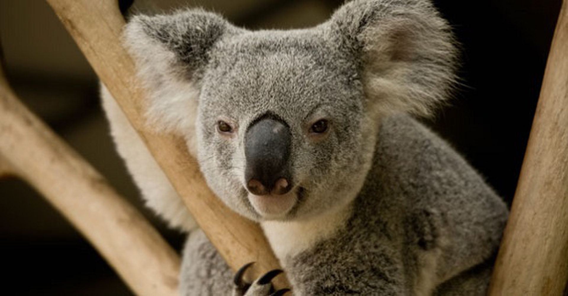 Un esemplare di koala
