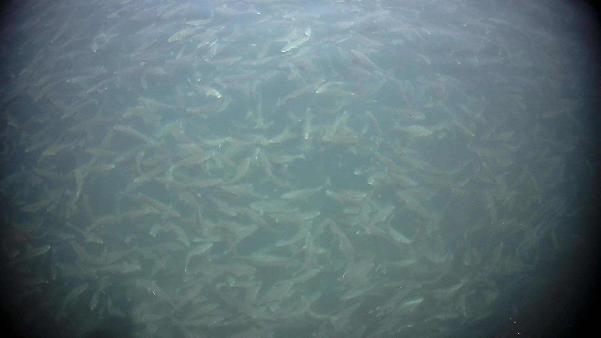 Allevamenti di orate e branzini in Grecia