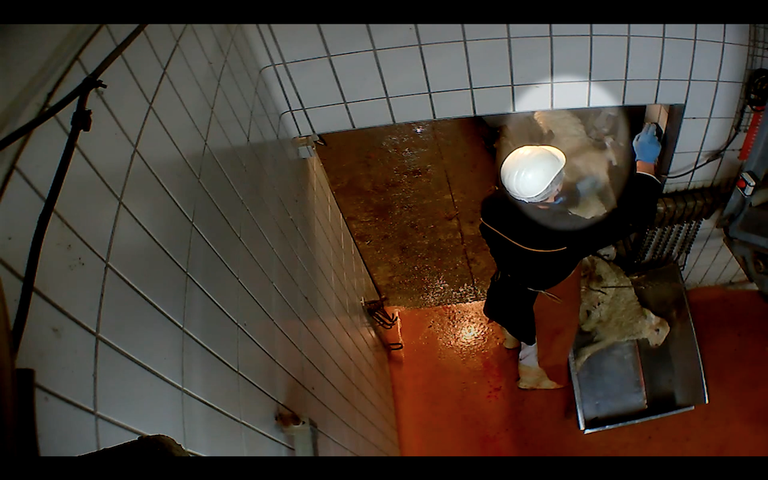 macelli francia animali