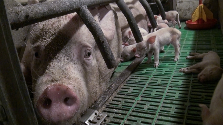 SOSpig, Essere Animali