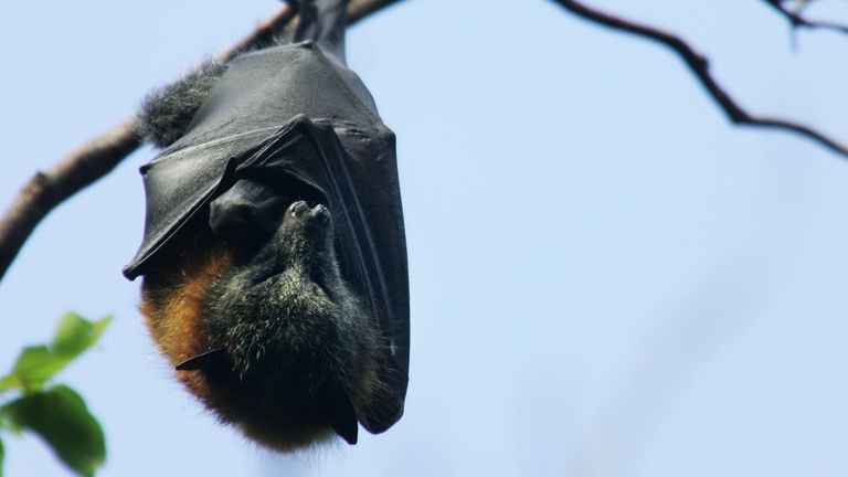 pipistrelli e coronavirus