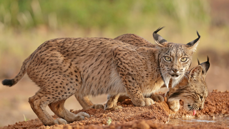 lince iberica
