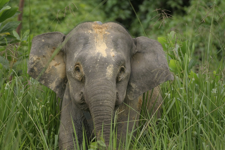 Bornean pygmy elephant